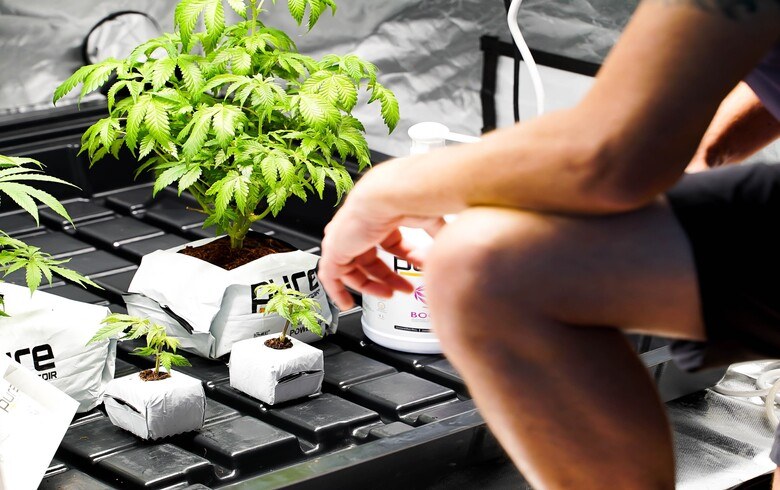 Actualités sur le cannabis