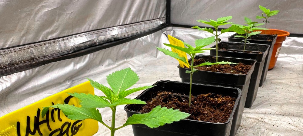 Apporter de la lumière petit à petit