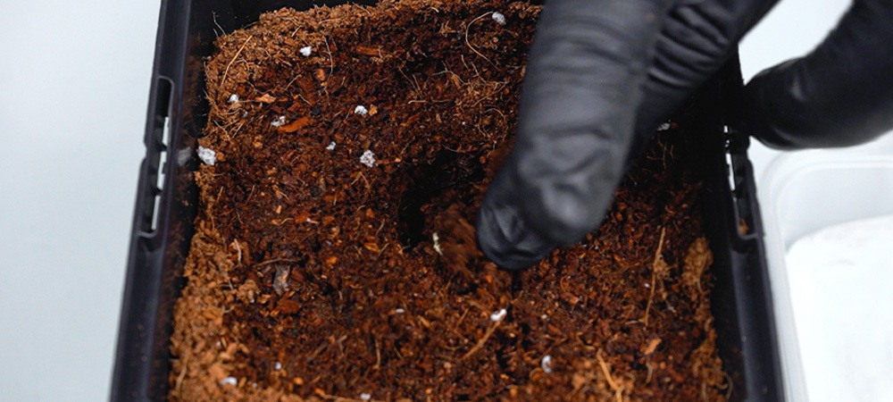 Transférer les graines germées au milieu de culture