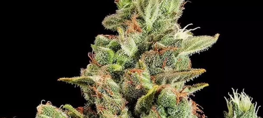 Cheese Original top 10 culture indoor