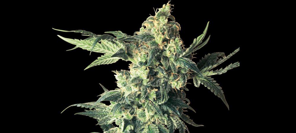 Northern Lights top 10 culture indoor