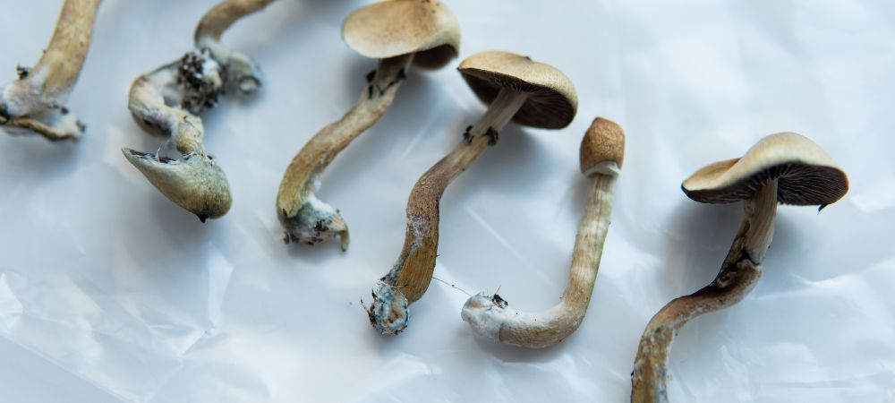 champignons magiques champignons magiques