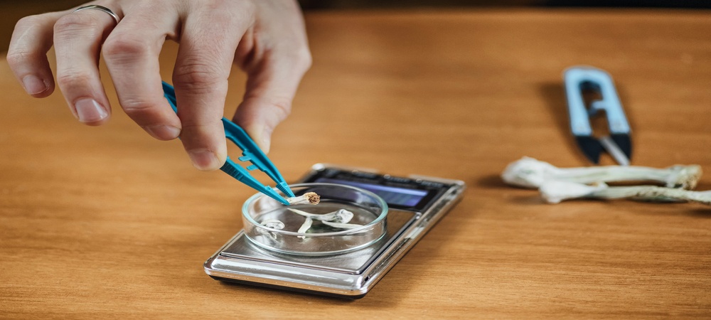 microdosing psilocybine