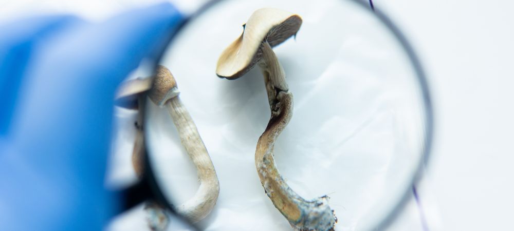 Statut légal de la Psilocybine en France Statut légal de la Psilocybine en France