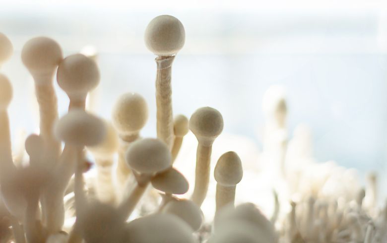 Actualités sur le cannabis