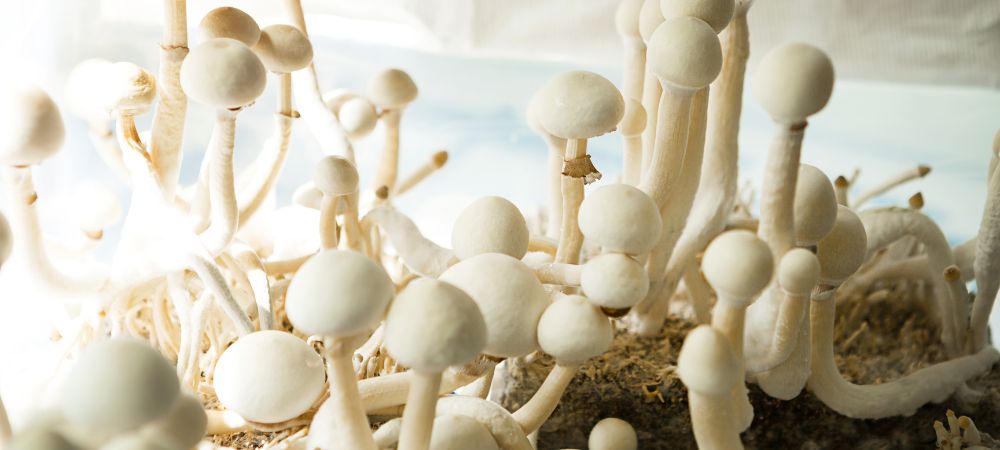 psilocybine psilocybine