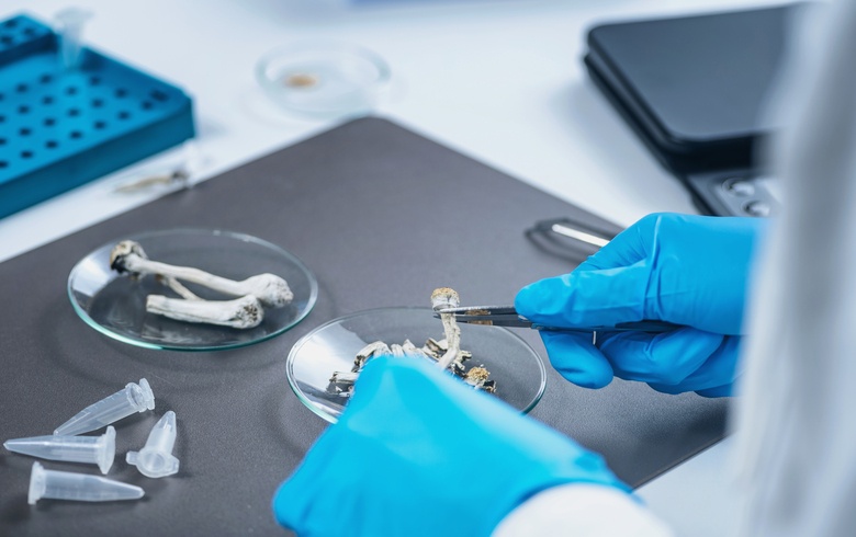 Actualités sur le cannabis