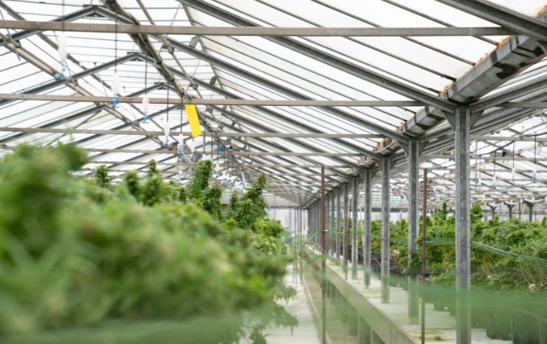 Comment cultiver du cannabis miniature