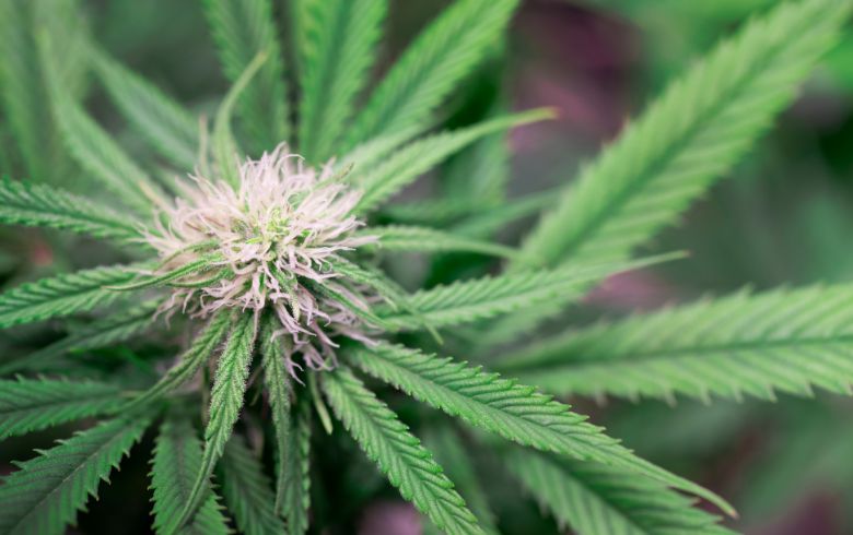 Actualités sur le cannabis