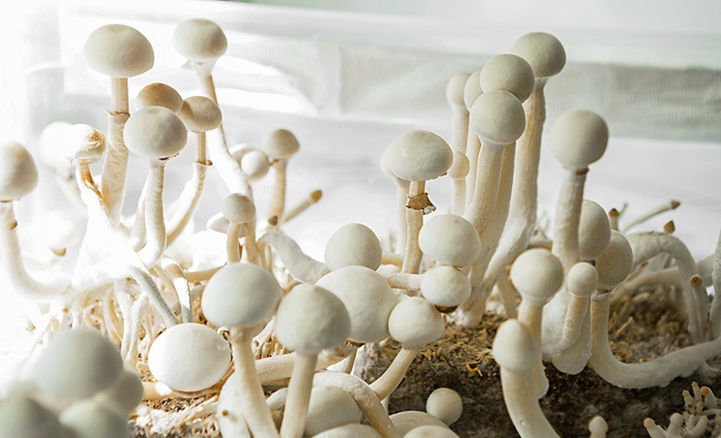 Analyse de produits Analyse de produits