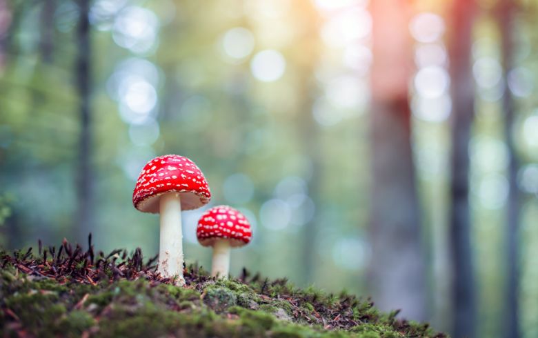 Actualités sur le cannabis