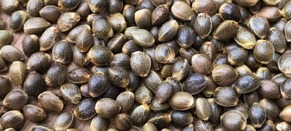 Différences graines féminisées et graines automatiques