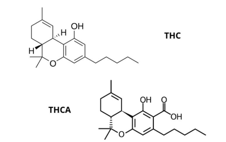 Qu’est-ce que le THCA et quelle est la différence avec le THC ? Qu’est-ce que le THCA et quelle est la différence avec le THC ?