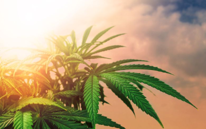 Actualités sur le cannabis