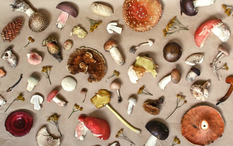 Actualités sur le cannabis