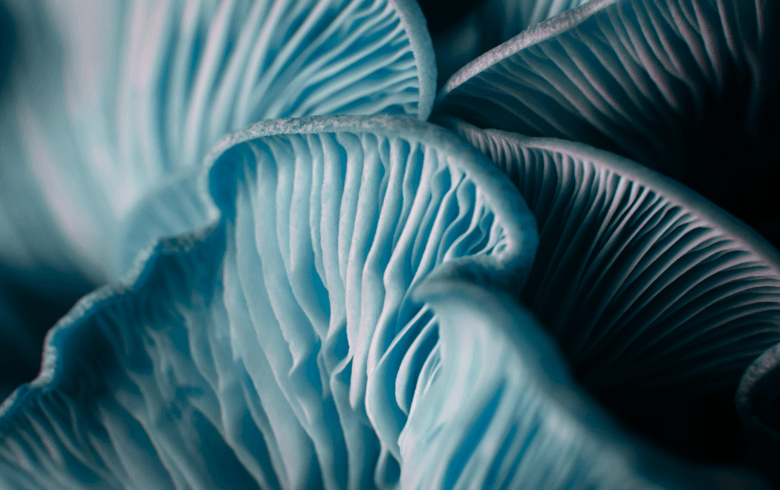 Actualités sur le cannabis