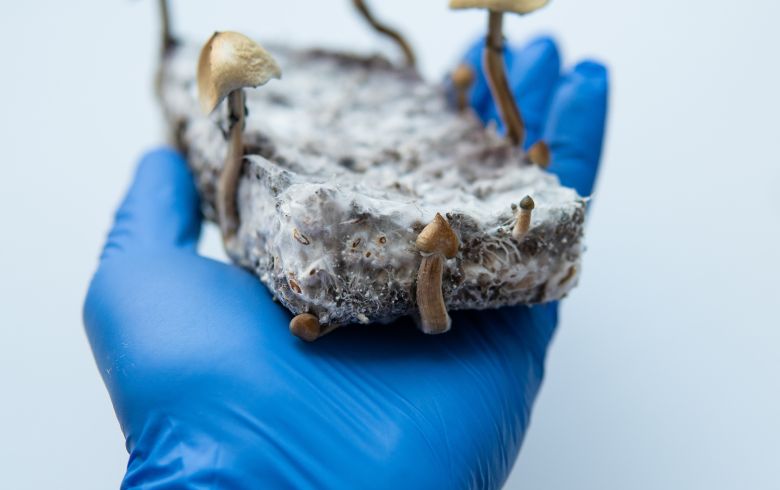 Actualités sur le cannabis