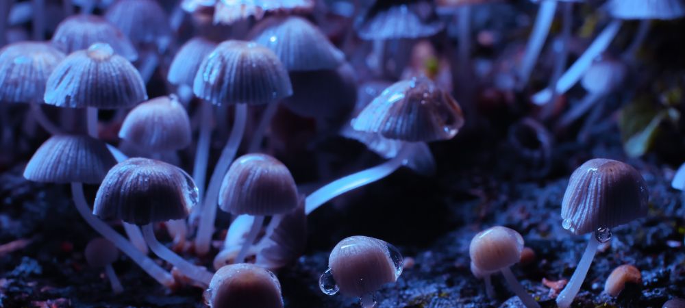 psilocybe semilanceata