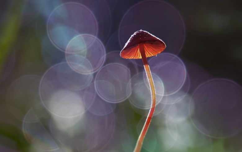 Actualités sur le cannabis