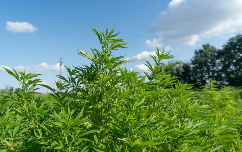 Actualités sur le cannabis