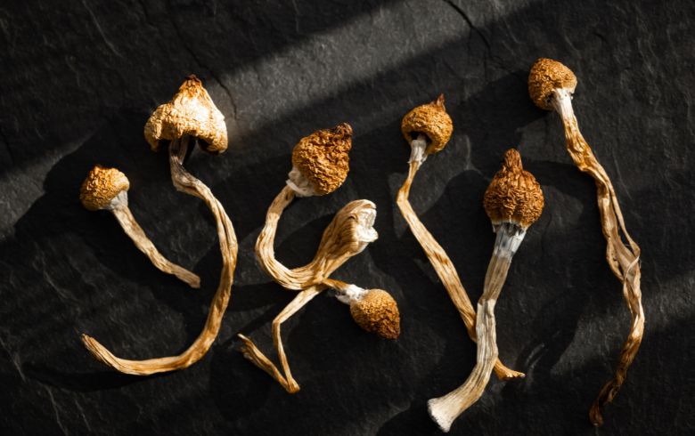 Actualités sur le cannabis