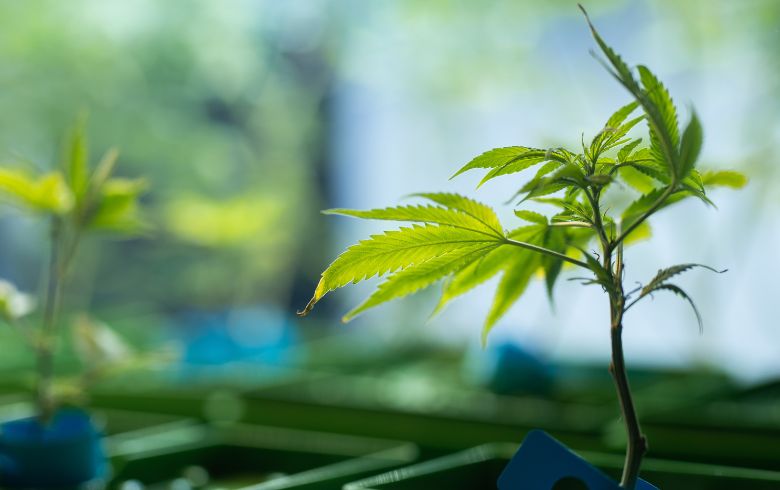 Actualités sur le cannabis