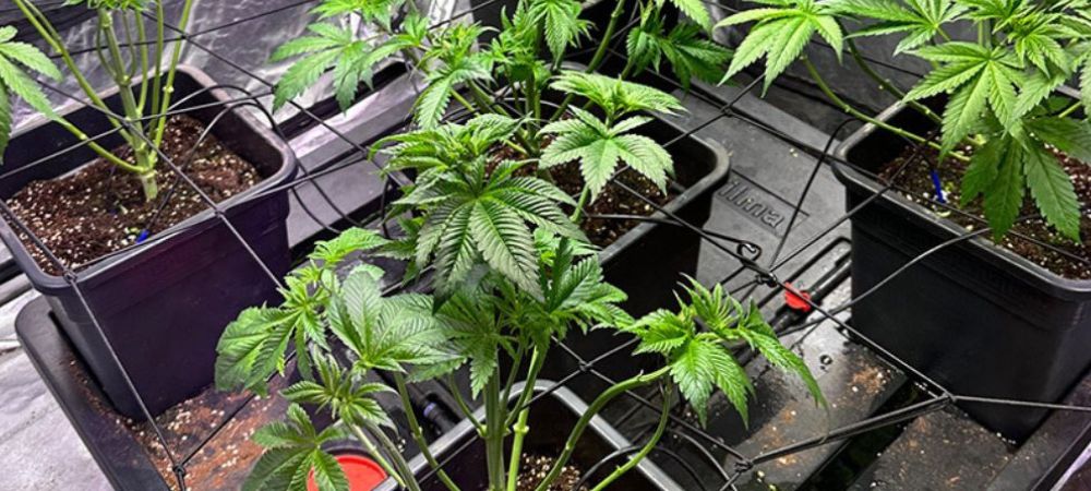 culture hydroponique