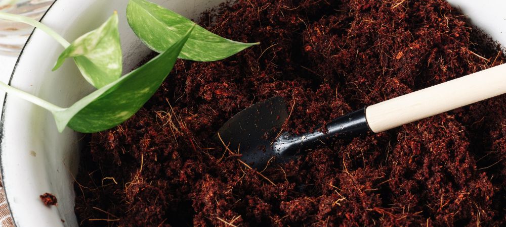 réutiliser le terreau du cannabis