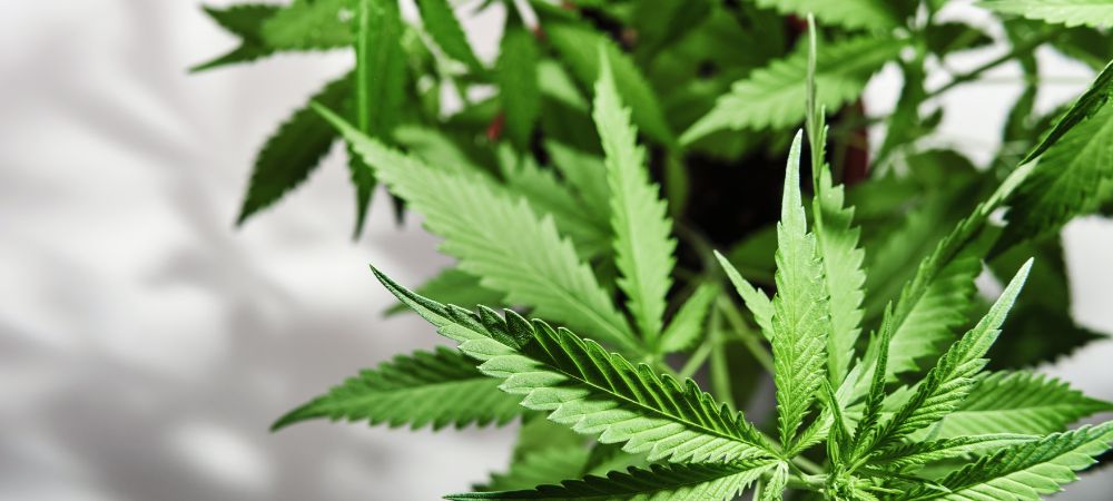 comment savoir si ma plante pousse bien