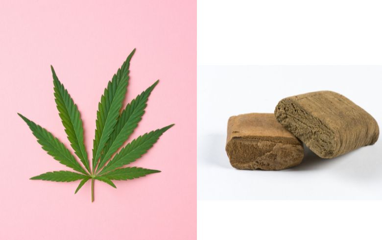 Actualités sur le cannabis