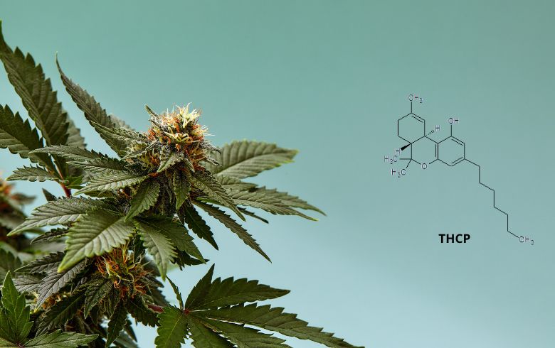 Actualités sur le cannabis