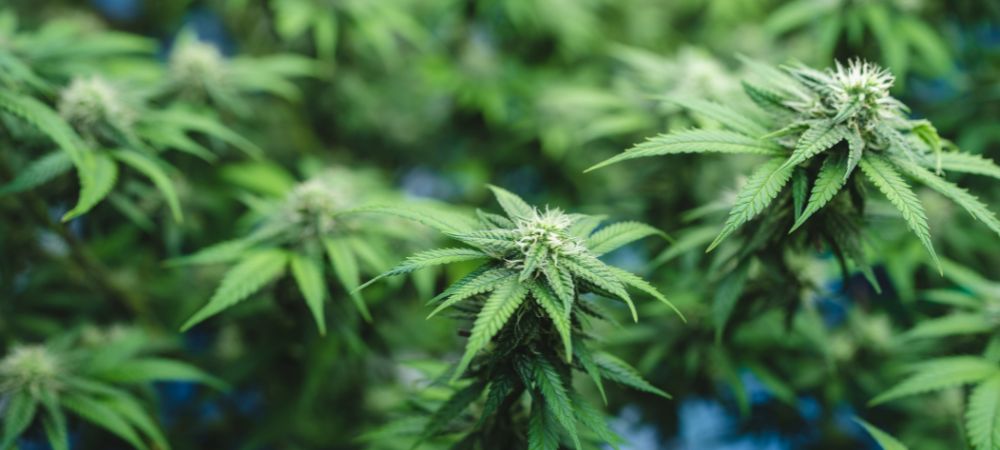 Plante poussant avec SCROG