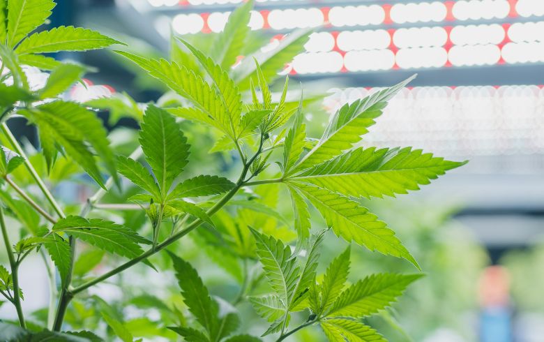 Actualités sur le cannabis