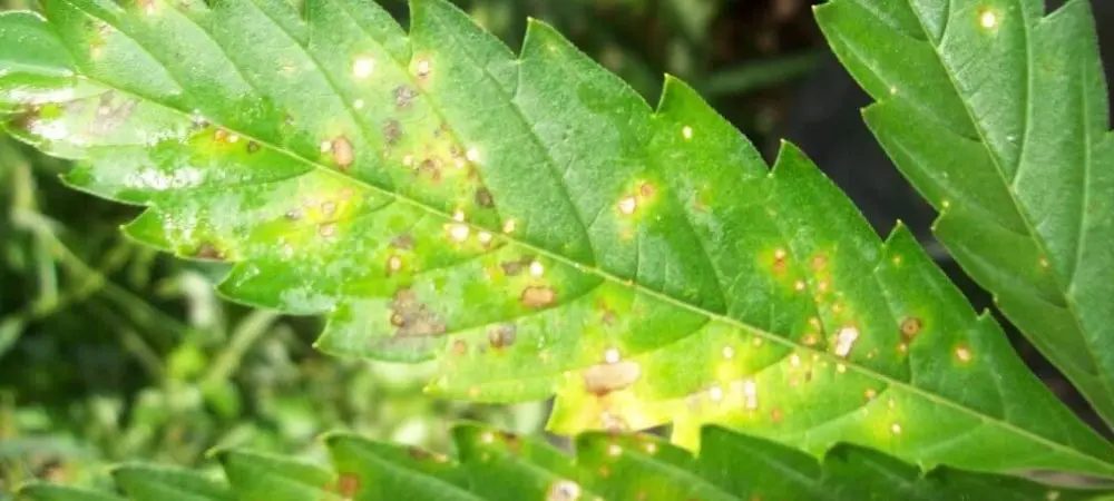 taches jaunes feuilles cannabis