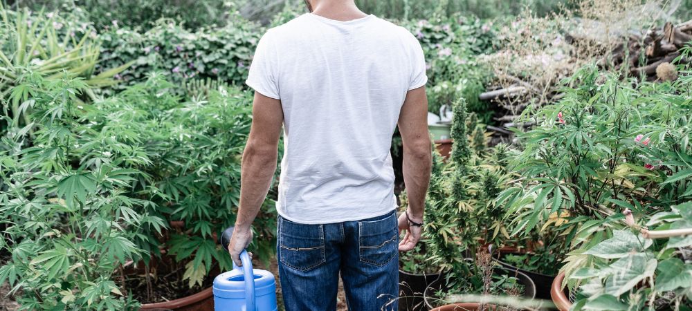 irrigation par inondation