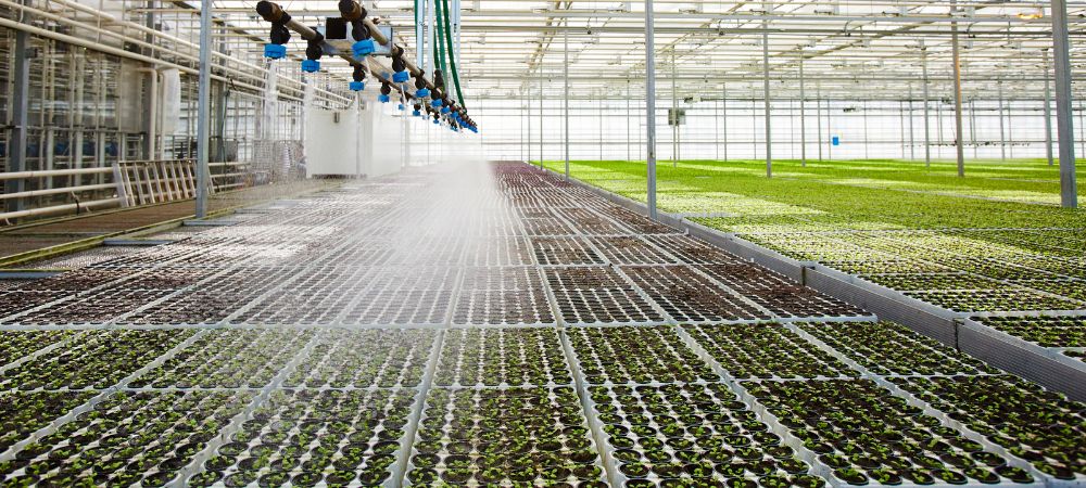 irrigation par submersion