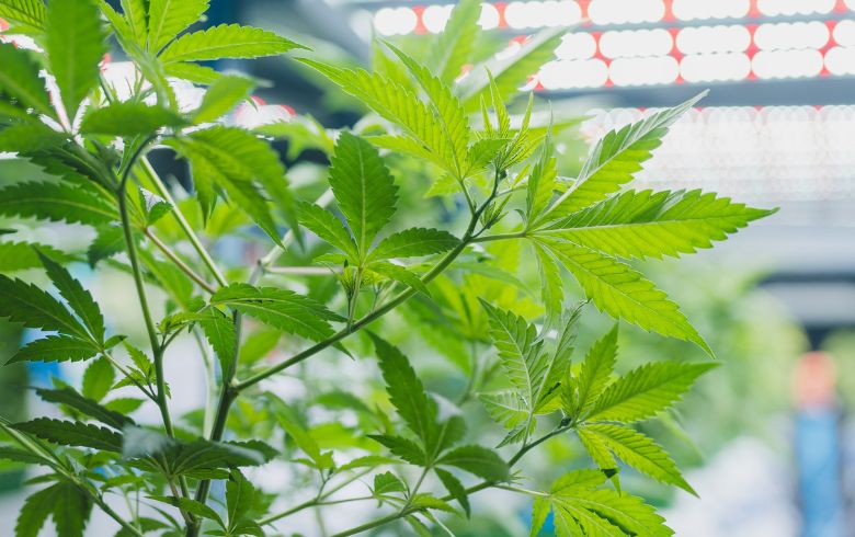 Actualités sur le cannabis