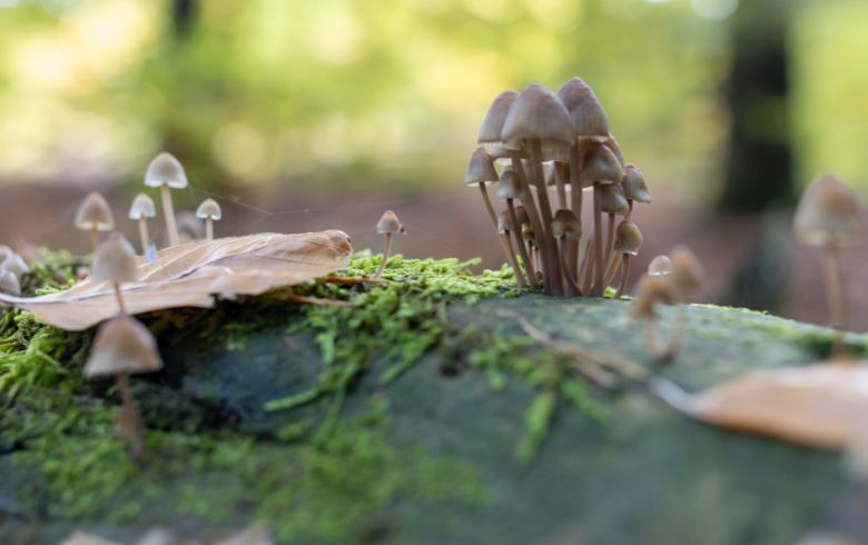 Actualités sur le cannabis