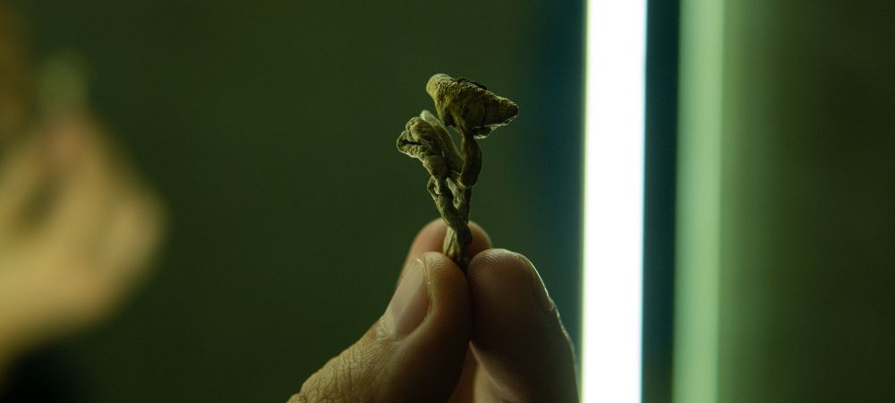 champignons magiques à Amsterdam