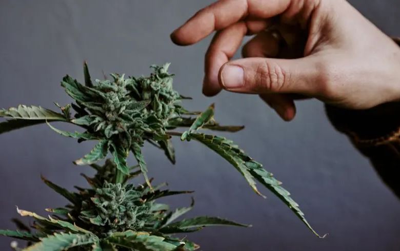 Actualités sur le cannabis