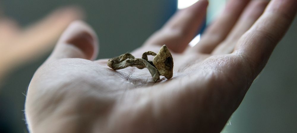 Mckenna champignons magiques