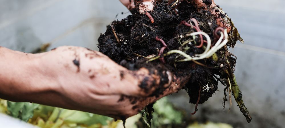 faire du vermicompost chez soi