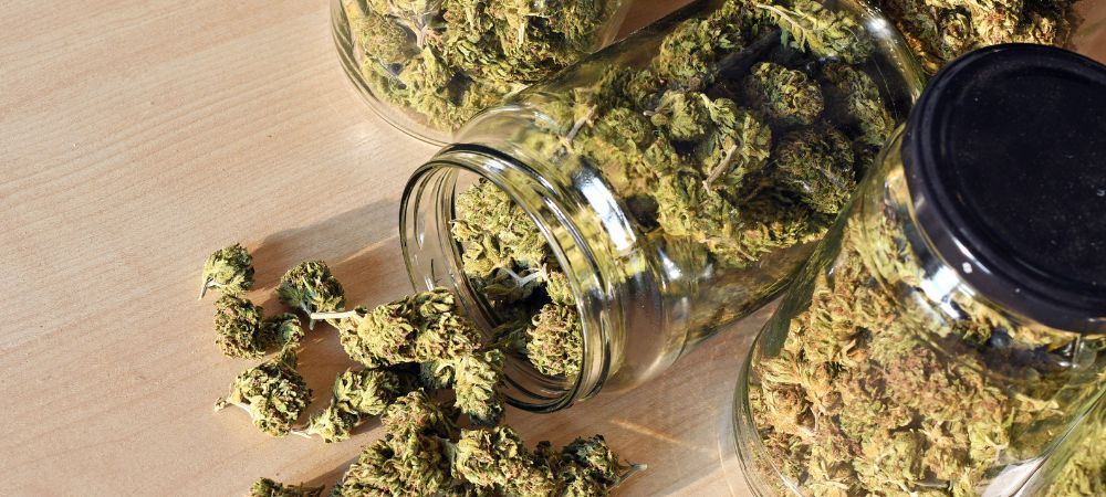 Cannafest nouvelles génétiques