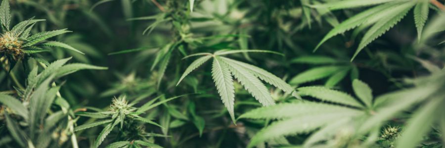 Qu’est-ce que la technique de culture SOG ?