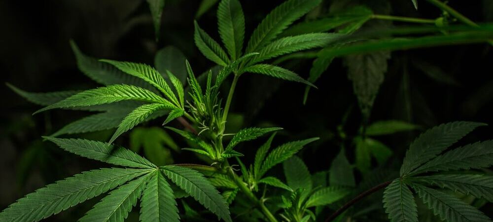 plantes monoïques et dioïques