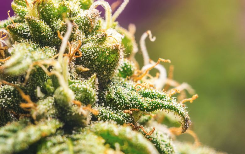 Actualités sur le cannabis