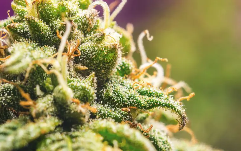 Caractéristiques de la Gorilla Glue 4