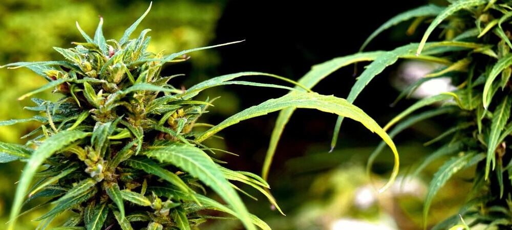 monoïque et dioïque