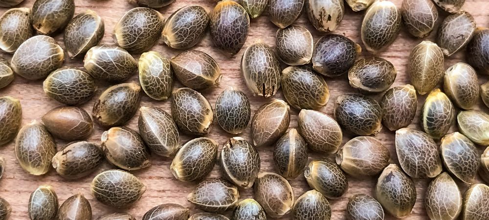 Actualités sur le cannabis