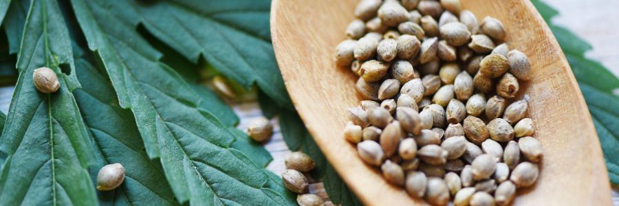 Quels types de graines de cannabis existe-t-il ? Quels types de graines de cannabis existe-t-il ?